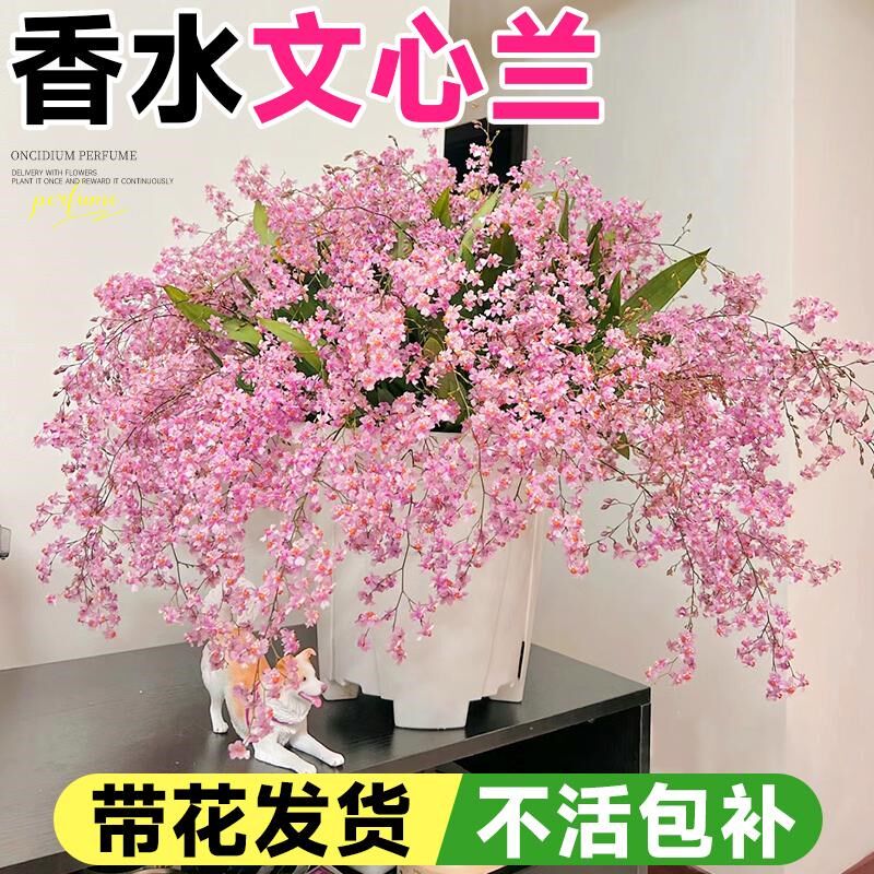 文心兰盆栽带花苞香水梦香兰室内阳台好养名贵兰花苗耐寒植物四季