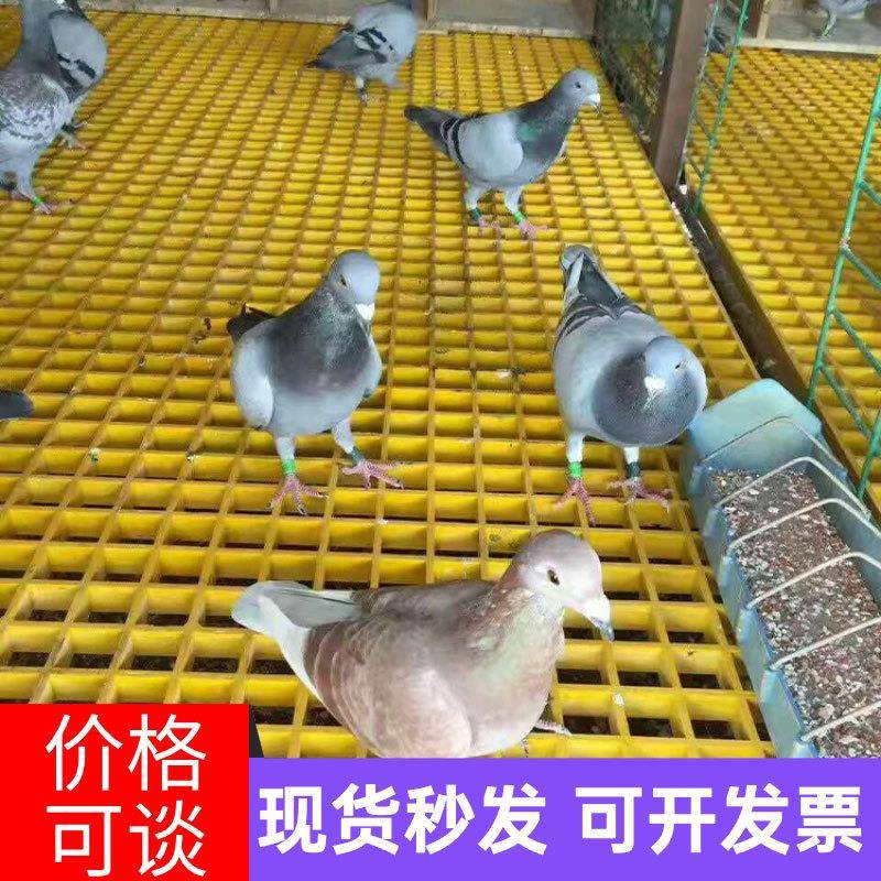 玻璃钢黄色格栅树池篦子污水处理地沟排水板鸽舍地网l绿色格栅
