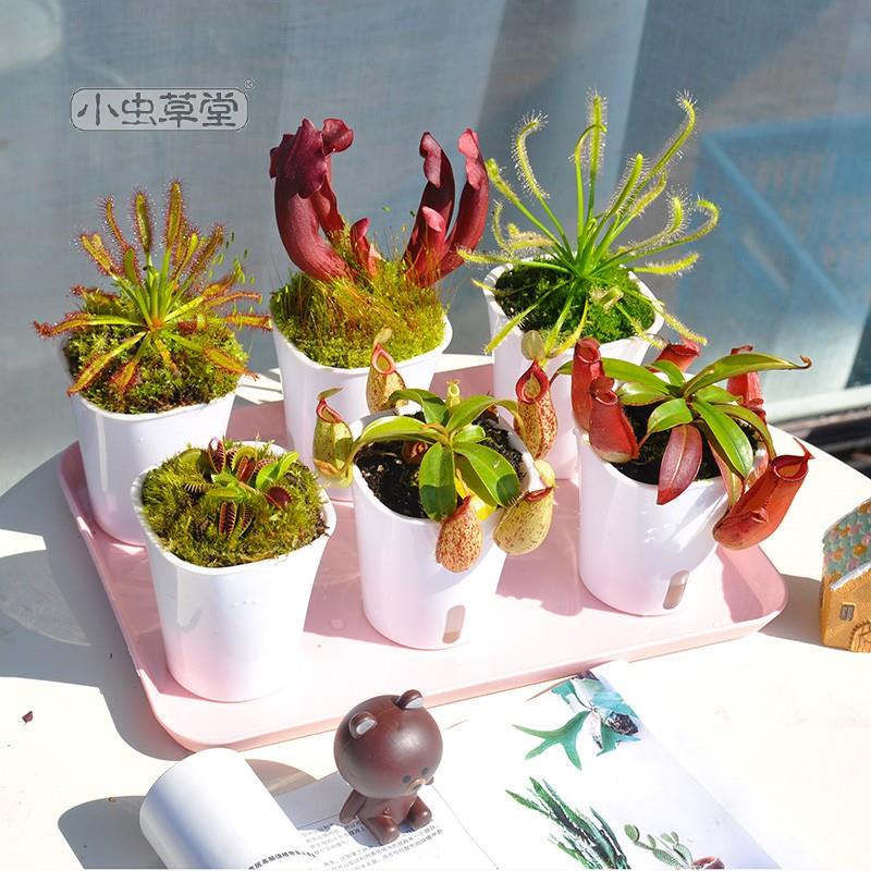食虫植物盆栽储水盆懒人小虫草堂捕蝇草猪笼草瓶子茅膏菜儿童礼物