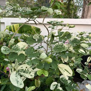 小椿日和 花叶羊蹄甲多年生落叶乔木耐寒耐热丰花盆栽庭院花园