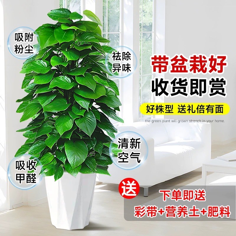 大叶绿萝柱盆栽客厅大型除甲醛绿植室内办公净化空气新房好养绿箩