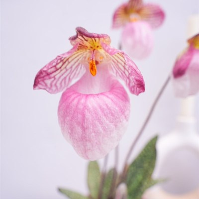 玉女兜兰硬叶兜兰盆栽趣味植物 室内花卉 办公室绿植客厅