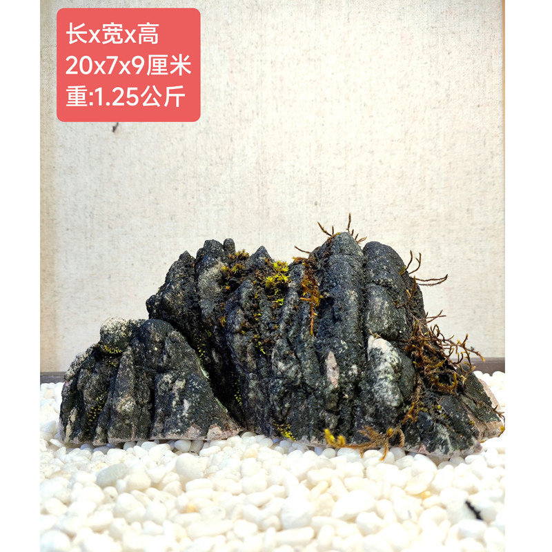 广西龟纹石造景石水旱水陆鱼缸盆景天然抱树绿植花盆庭院客厅摆件