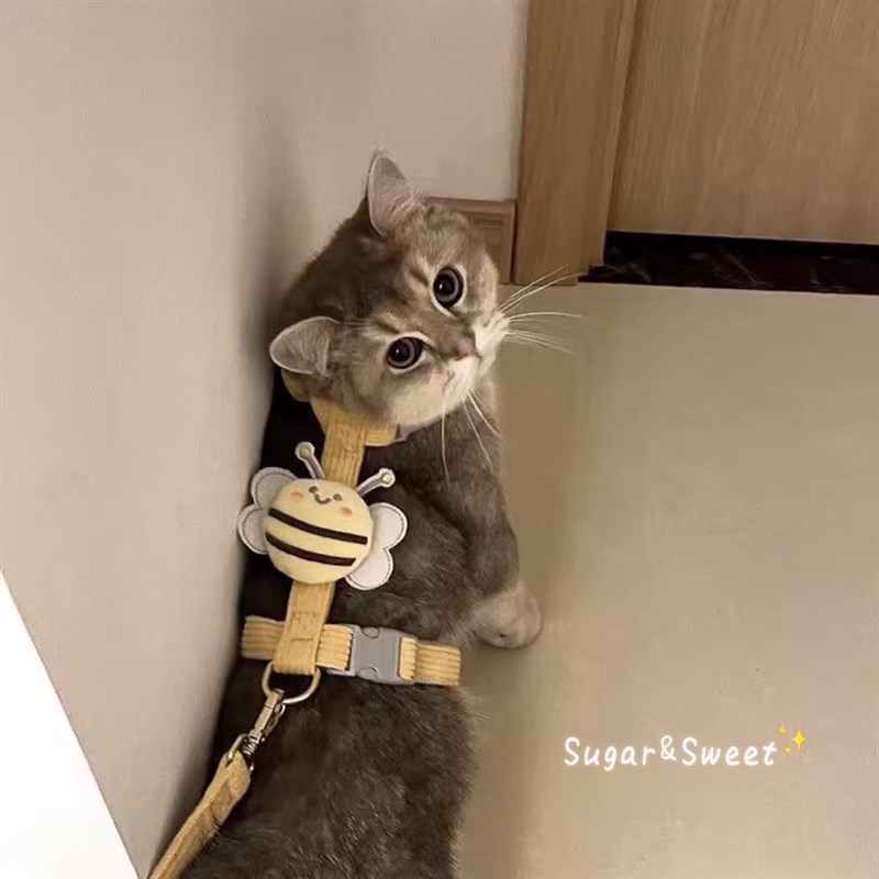 猫咪牵引绳胸围狗狗宠物出行遛猫绳防挣脱工字可调节金渐层幼小猫