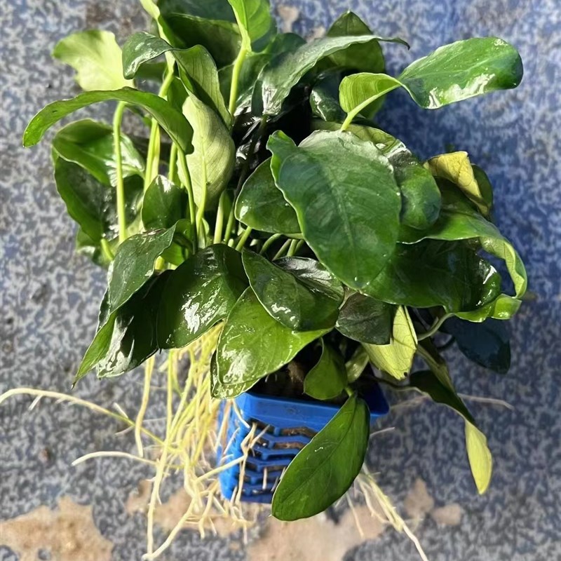 大叶牡丹榕杯装水榕鱼缸草缸原生缸造景水培增氧阴性淡水水草植物
