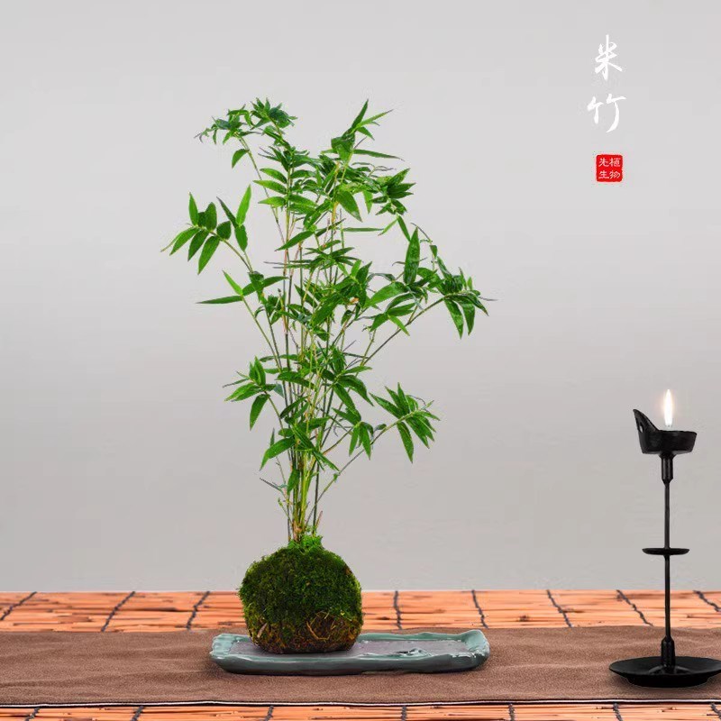 丛生凤尾竹盆栽竹子庭院观赏植物微型盆景米竹苗室内阳台种植花苗