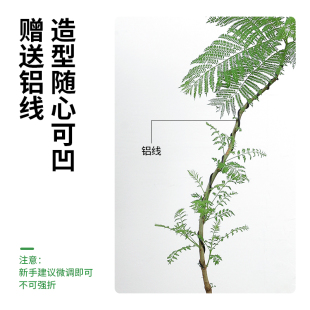 大蓝色的花楹盆栽室内客厅大型绿植好养活电视柜旁边四季家养树苗