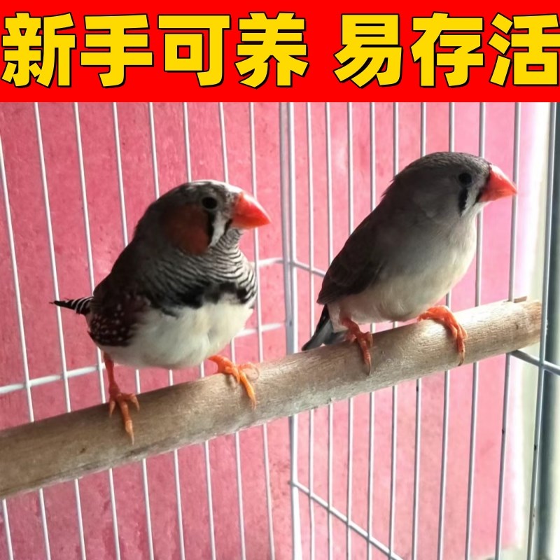 小珍珠鸟宠物鸟灰白珍珠鸟灰珍珠白珍珠活鸟萌宠物鸟一对小鸟包邮