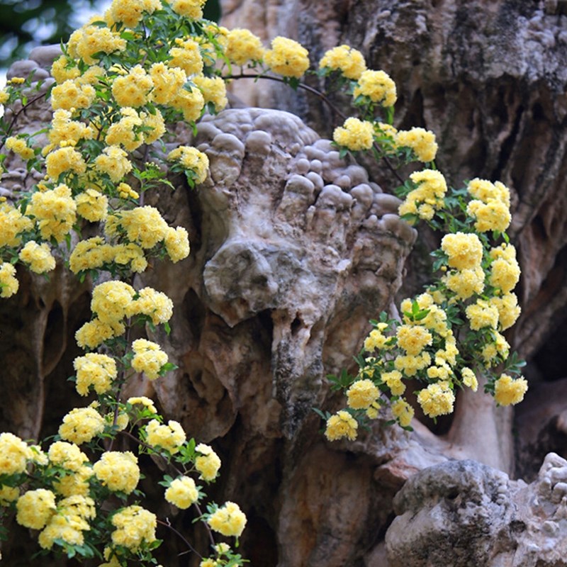 黄色木香花苗爬藤植物浓香四季蔷薇花苗庭院花卉盆栽黄白色木香七