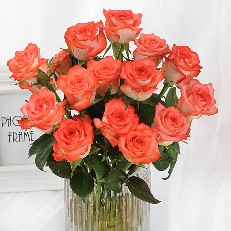 切花胭脂扣复色玫瑰花大苗盆栽老桩阳台庭院特大花浓香四季开花卉