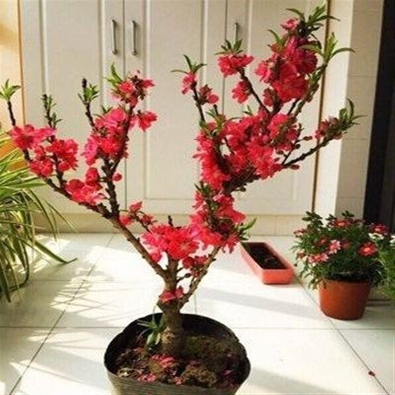 寿星桃树盆栽绿植物花苗盆景树室内外四季易种活梅花卉耐寒秋冬季