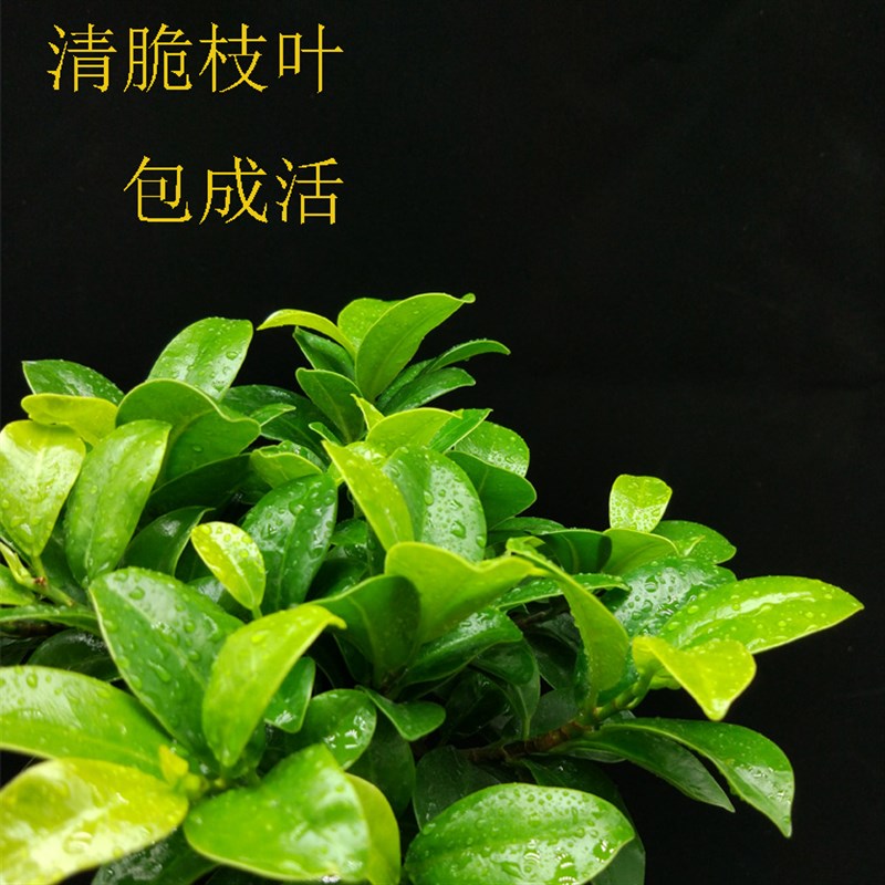 人参榕树小盆栽办公室客厅阳台小盆景花卉绿植净化空气防辐射免邮