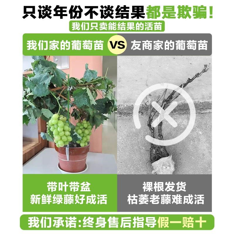阳光玫瑰葡萄树苖树苗盆栽巨峰庭院果苗南方种植爬藤果树当年结果