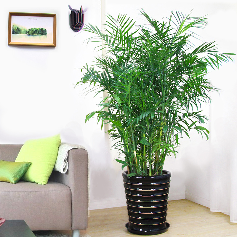 夏威夷椰子树盆栽竹子大型植物加湿净化空气无锡同城盆景散尾葵