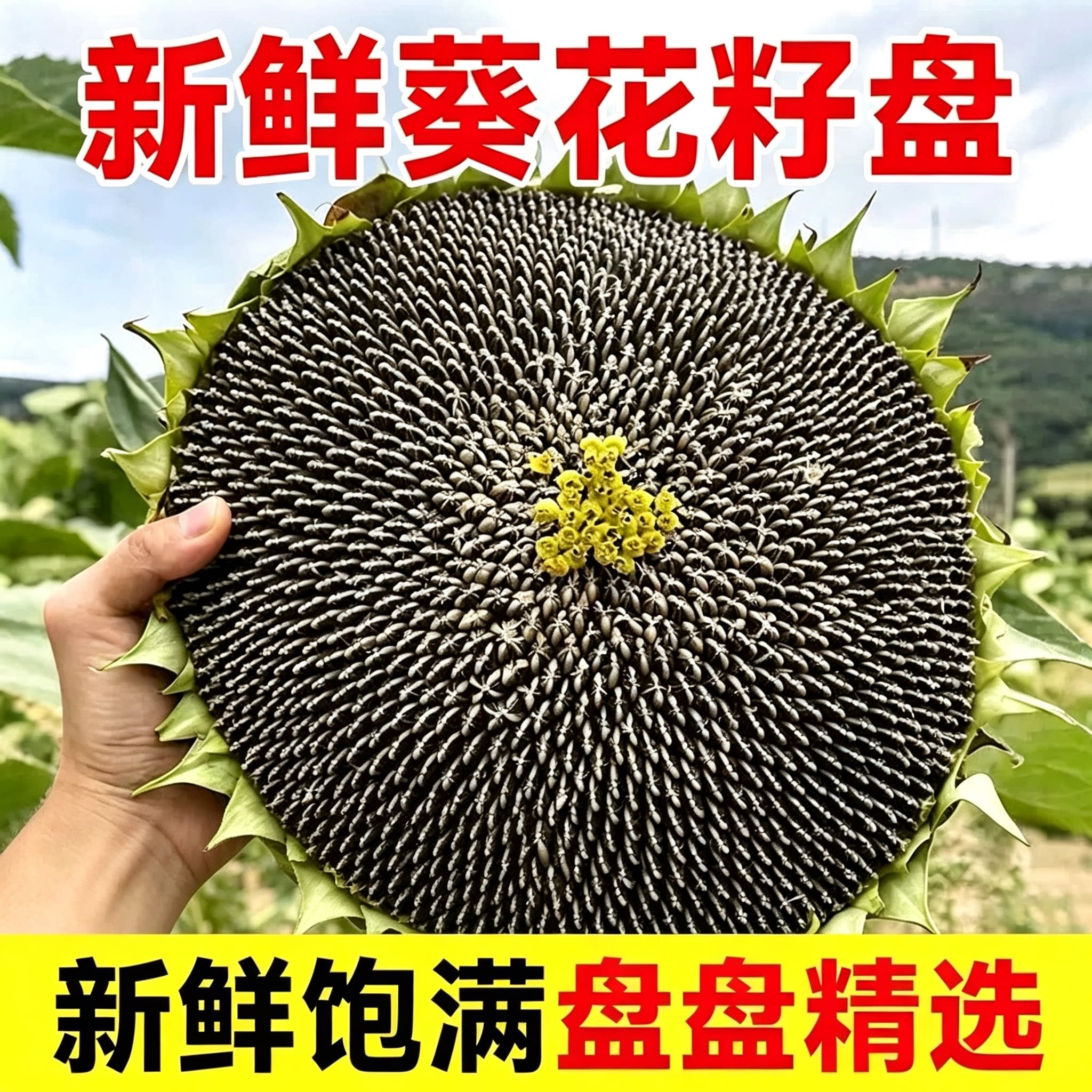 2026新鲜向日葵花盘带瓜子整盘现摘新货葵花籽盘原味瓜子农家自种