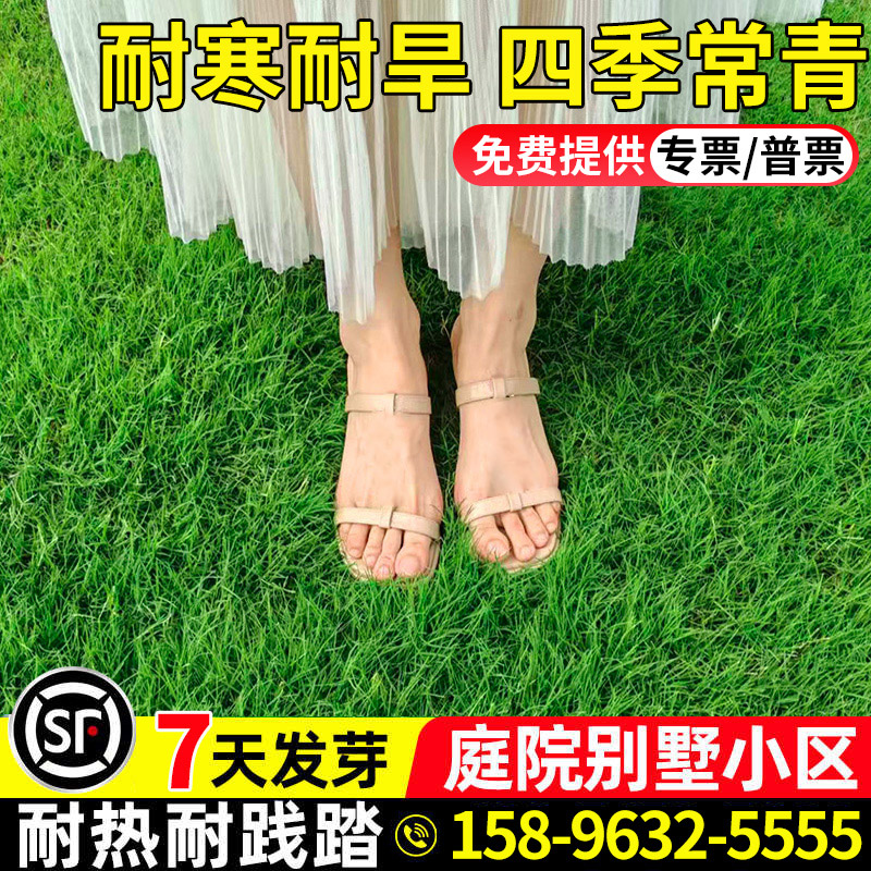 草坪草籽四季青草种护坡固土狗牙根庭院矮生工程绿化覆绿黑麦草