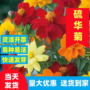 硫华菊花籽冬天室外耐寒花种景观黄秋英庭院阳台盆栽黄波斯菊花卉