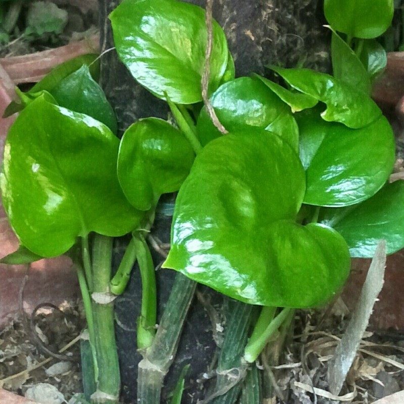 大叶绿萝【十颗插条】包邮柱养爬藤垂盆绿萝苗圆你一个DIY 盆景梦,鲜花速递/花卉仿真/绿植园艺,大型绿植/成品组合盆栽,淘宝优惠券,粉丝福利购,淘宝优惠卷