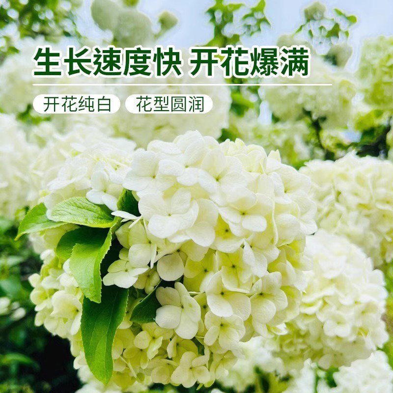 中华木绣球树苗庭院室外地栽斗球麻球耐寒绣球花木本老桩植物盆栽