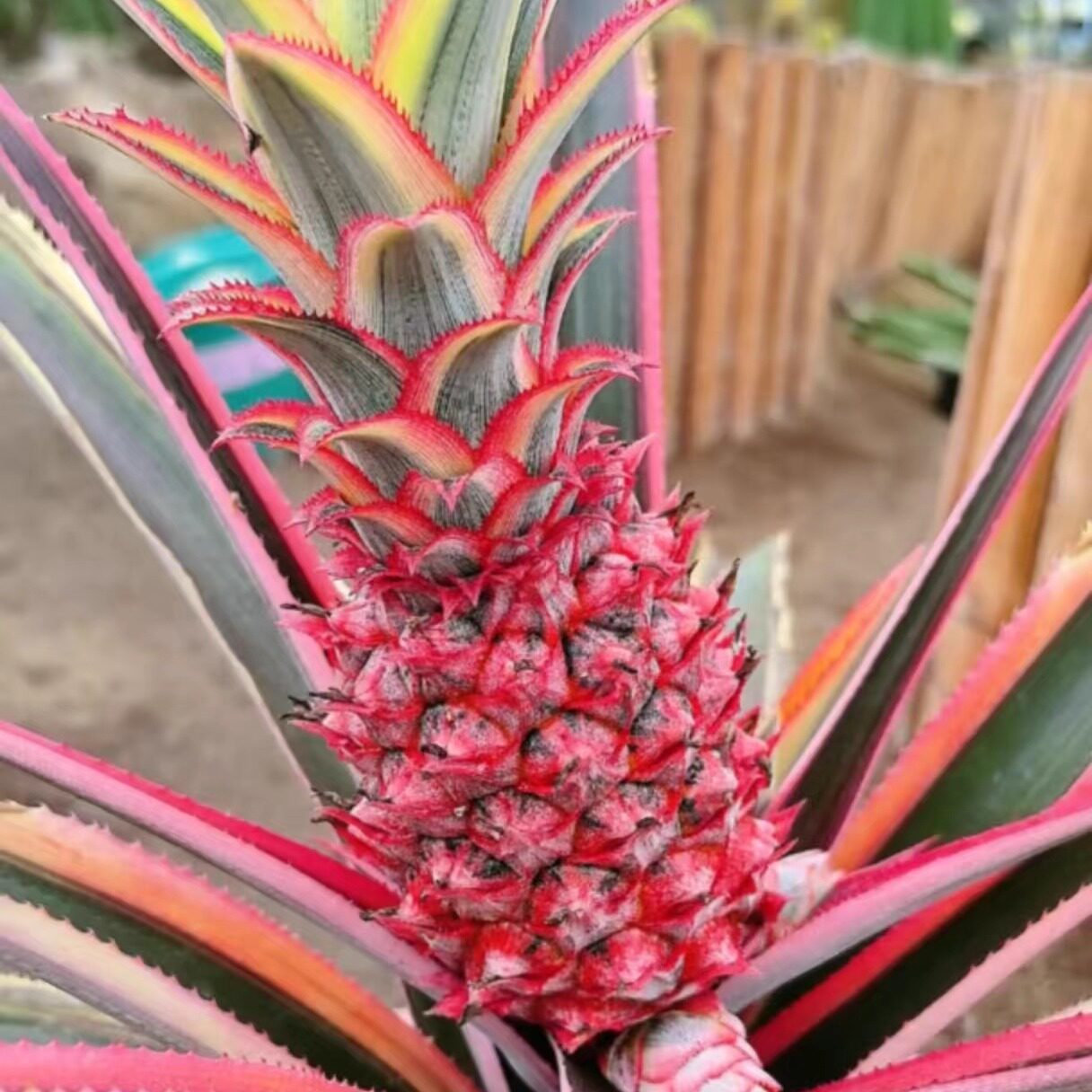 珍稀彩色凤梨盆栽植株形态独特叶片色彩绚丽室内外种植观赏价值高