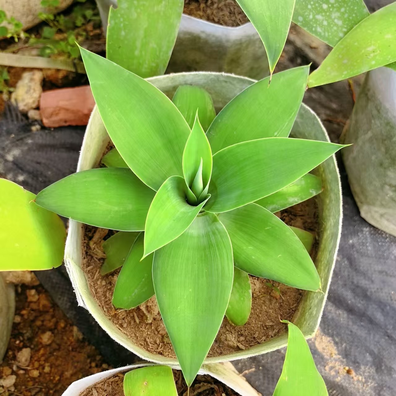 狐尾龙舌兰无刺多肉植物高货室内外盆栽花卉大型景观耐热沙生植物,鲜花速递/花卉仿真/绿植园艺,多肉植物,淘宝优惠券,粉丝福利购,淘宝优惠卷