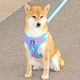 狗狗牵引绳中小型犬柴犬柯基可调节可反光防挣脱宠物背心式 胸背带