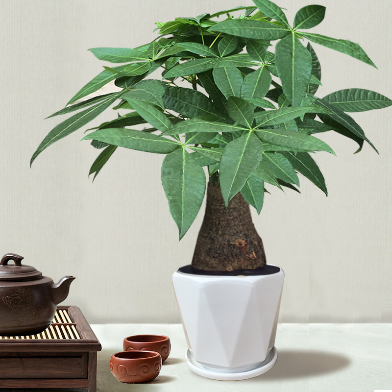 发财树盆栽植物室内客厅大绿植盆景桌面办公室招财好养送花卉新宅,鲜花速递/花卉仿真/绿植园艺,绿植,淘宝优惠券,粉丝福利购,淘宝优惠卷