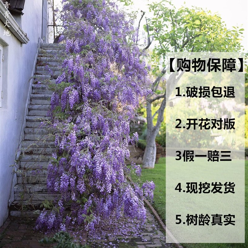 紫藤花树苗爬藤植物庭院围墙四季开花盆栽花苗绿植花卉藤蔓紫藤萝