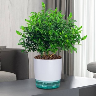 清香胡椒木盆栽驱蚊植物草好养室内花卉桌面绿植四季常青树苗盆景