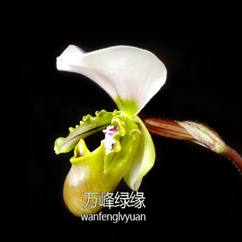 绿缘兰花 兜兰属 原种实生苗 白旗/小青蛙兜兰带花苞室内桌面盆栽