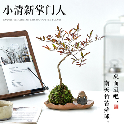 南天竹盆栽客厅火焰南天竹带根老桩办公室室内桌面绿植小盆栽树苗