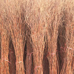 龙柳干枝鲜枝曲柳树枝龙桑玄关隔断橱窗落地装饰鸟巢婚庆拱门道具