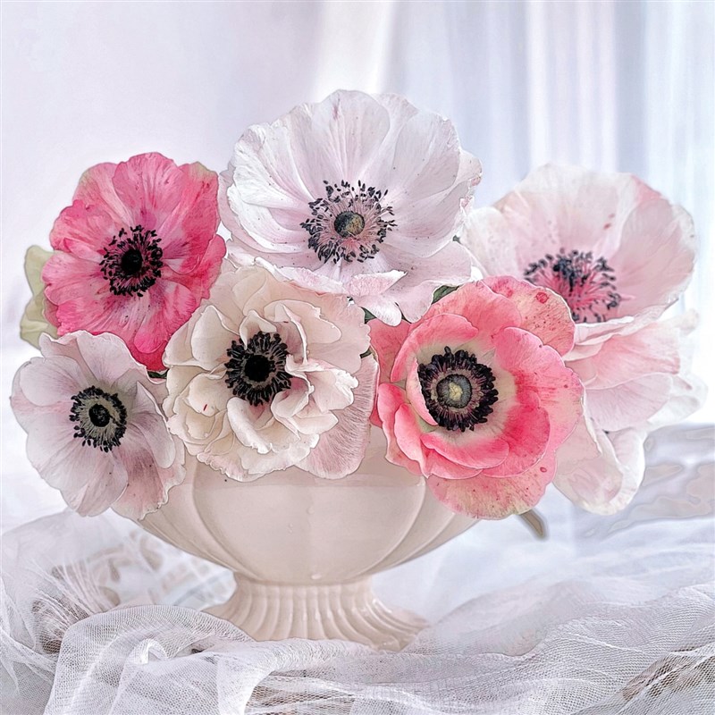 银莲花鲜花水培家用混搭重瓣银莲花水养O鲜切花云南基地直发