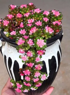 多肉植物彩色浆果粉色稀有小贵货罕见盆栽室内阳台好养