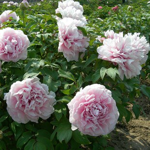 【雪映桃花】6加仑6年以上大苗盆栽牡丹(粉色系)原盆原土