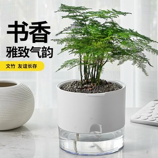 花彧精品文竹盆栽室内种植绿植专用花盆桌面懒人自吸水盆好养盆景