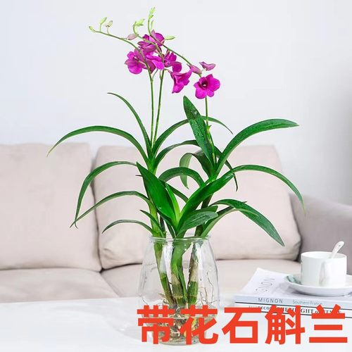 香水石斛兰盆栽水培植物带花苞办公室桌面四季好养耐寒花卉绿植