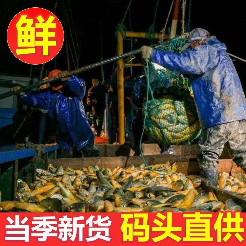 真空切片大黄鱼去头黄鱼片轻微腌图片