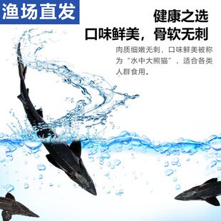 【送礼佳品】鲟鱼活鱼顺丰到家食用鲟龙鱼新鲜淡水中华礼盒鲜活