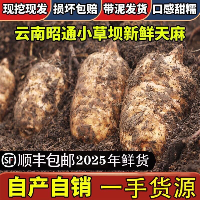 【礼盒装】云南昭通小草坝新鲜天麻仿野生特级药材现挖天然
