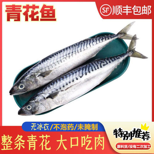 挪威青花鱼4条装船冻正宗青花鱼