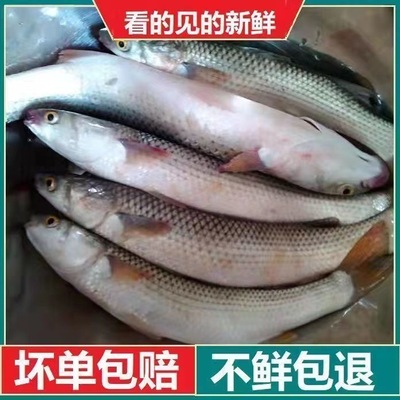 淄鱼一斤到5斤一条新鲜鲻鱼