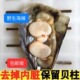 鲜活发货贝壳类海鲜带子带子螺海捕江瑶贝顺丰海鲜烧烤鲜活海带子