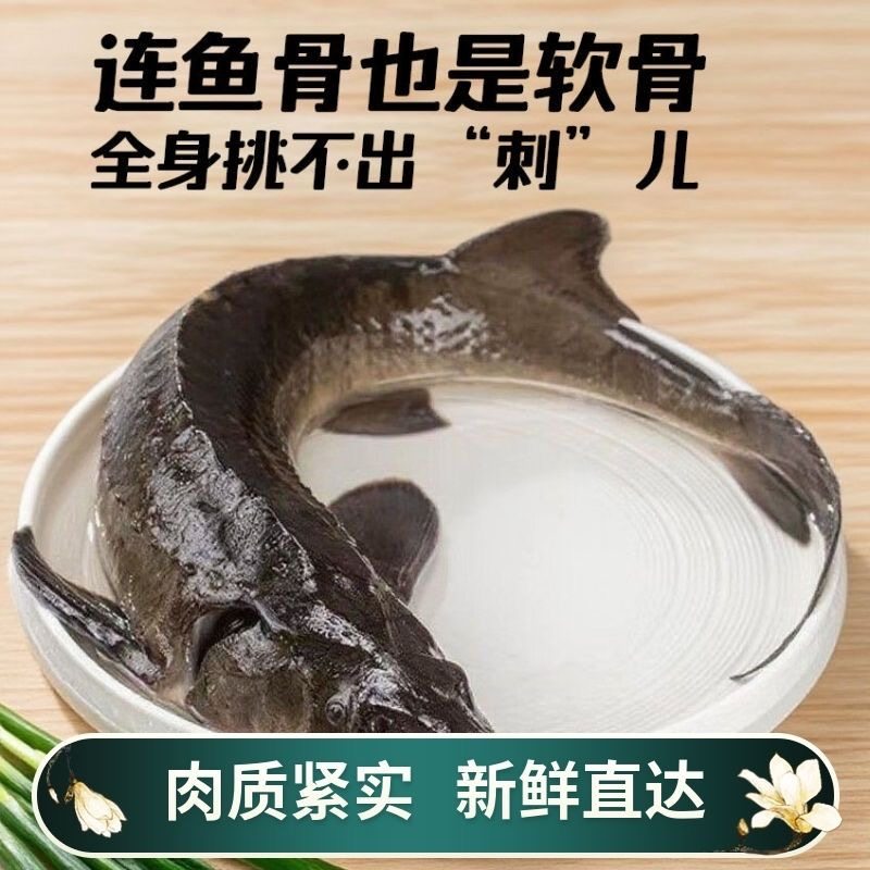 活鱼现杀鲜活鲟鱼源自鲟龙鱼鲟鳇鱼无刺整鱼美味新鲜,水产肉类/新鲜蔬果/熟食,其它,淘宝优惠券,粉丝福利购,淘宝优惠卷
