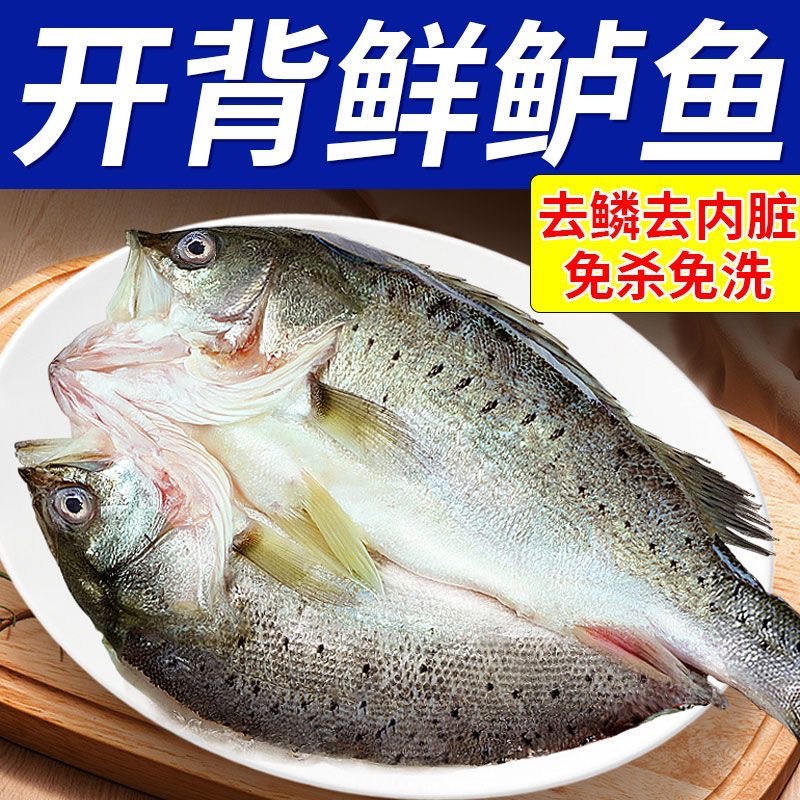 开背鲈鱼海鲈鱼新鲜速冻冷冻