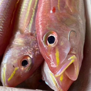 南海整箱中段金丝鱼新鲜红杉鱼冰鲜红三鱼海鱼冷冻鲜活金线鱼顺丰