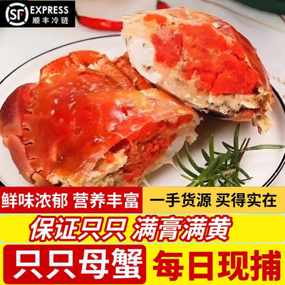 面包蟹熟冻新鲜鲜活特大超大