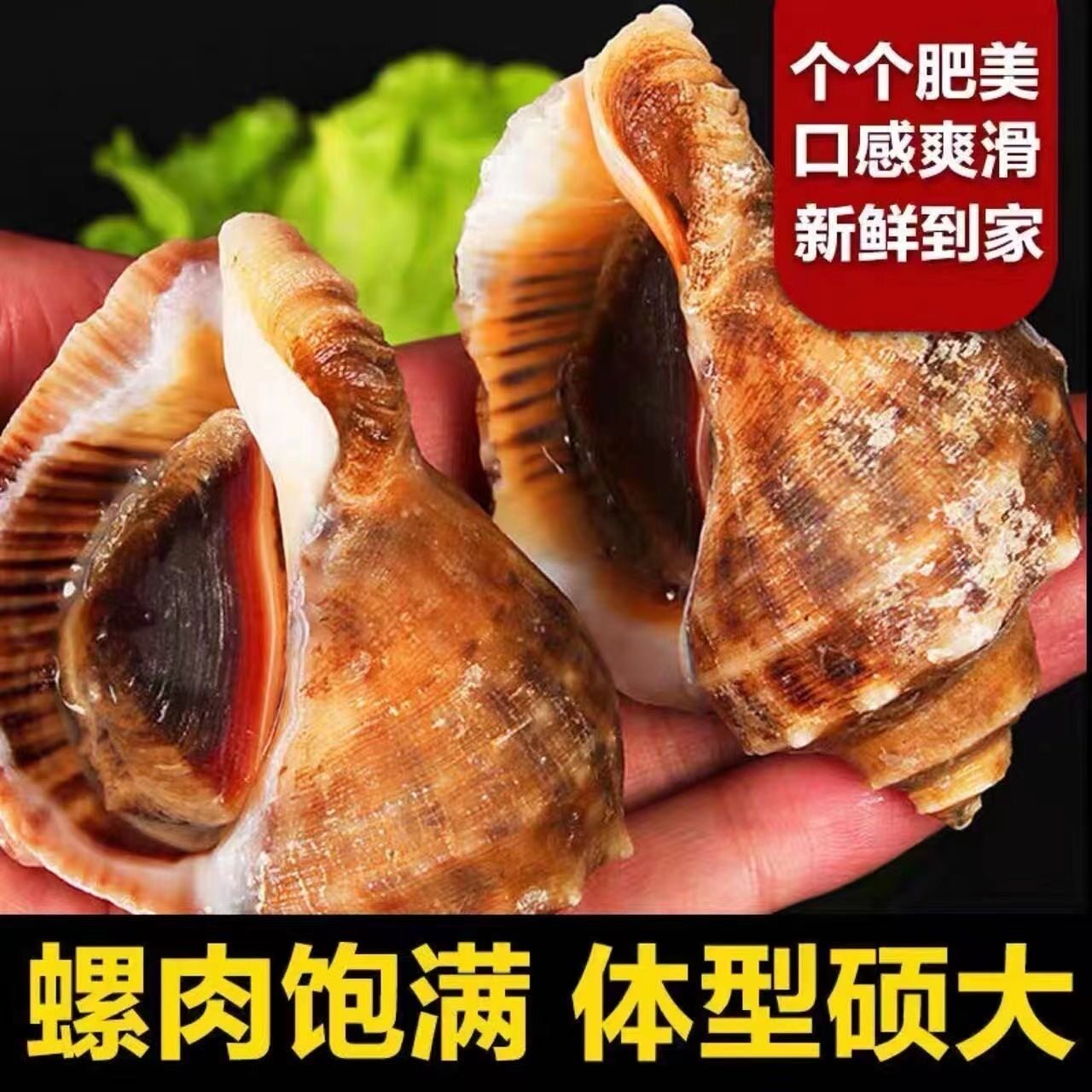 鲜活大海螺现挖现发大中小超肥新鲜海螺鲜活海鲜水产螺类贝类