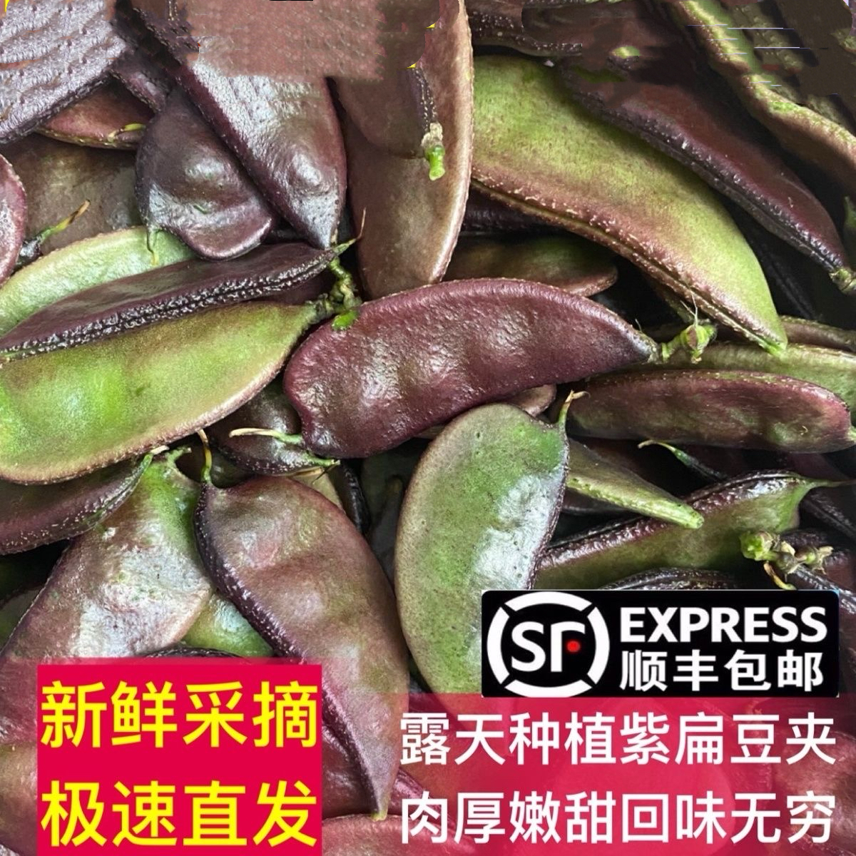 紫扁豆农家自种扁豆角紫边眉豆