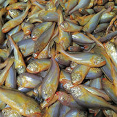 当季 新鲜海捕梅童鱼冷冻大头宝梅子鱼舟山顺丰